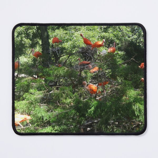 Item preview, Scarlet Ibis Birds in Exotic Green Foliage designed and sold by AuraNatura.