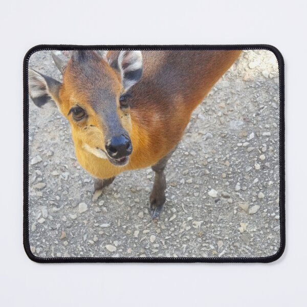 Item preview, Cute Curious Little Duiker Looking At Camera designed and sold by AuraNatura.