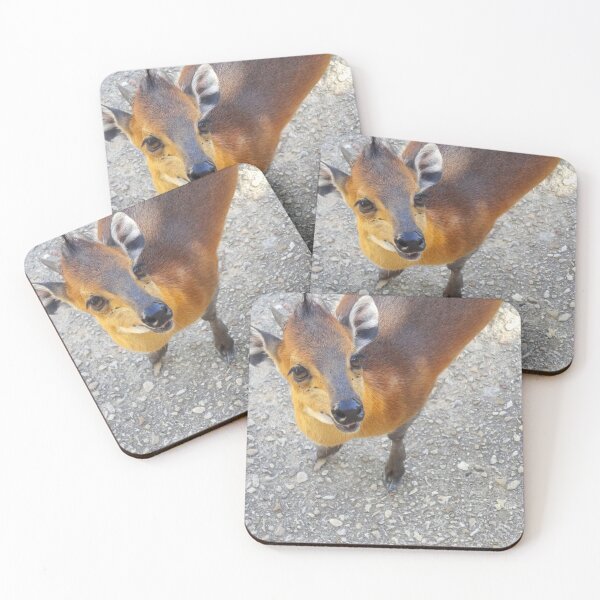 Item preview, Cute Curious Little Duiker Looking At Camera designed and sold by AuraNatura.