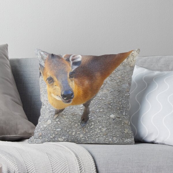 Item preview, Cute Curious Little Duiker Looking At Camera designed and sold by AuraNatura.