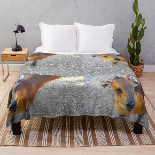Item preview, Cute Curious Little Duiker Looking At Camera designed and sold by AuraNatura.