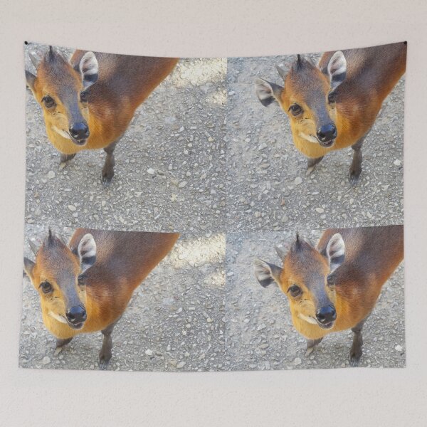 Item preview, Cute Curious Little Duiker Looking At Camera designed and sold by AuraNatura.