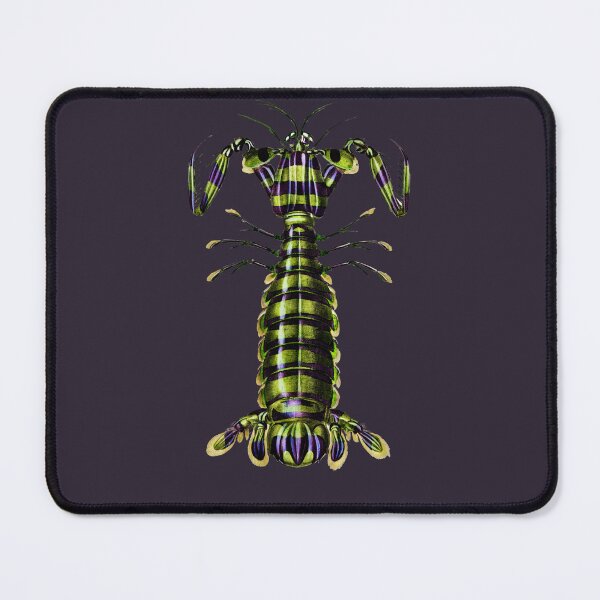 Item preview, Giant Mantis Shrimp by Charles Dessalines d'Orbigny, 1849 designed and sold by Exhumed Archives.
