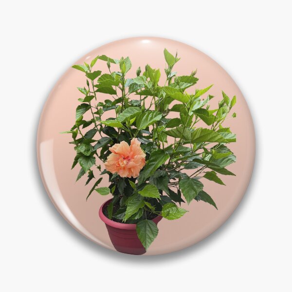 Item preview, hibiscus flower plant, peach color designed and sold by EleniA8.