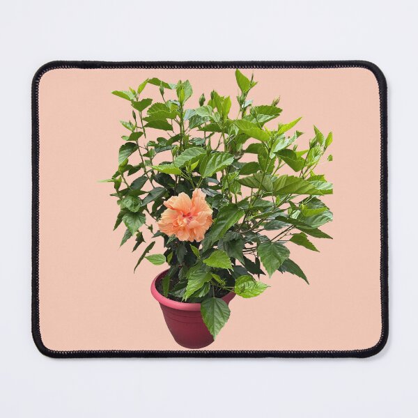Item preview, hibiscus flower plant, peach color designed and sold by EleniA8.
