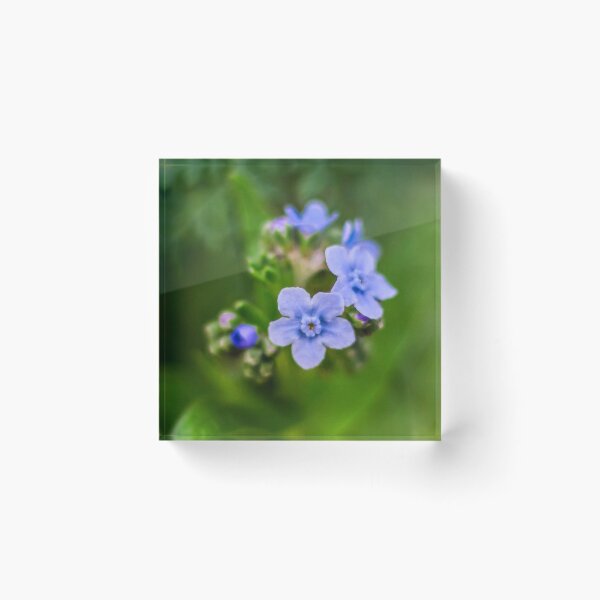 Item preview, Forget Me Not Flowers 1x1 designed and sold by PhotoArtbyGrace.