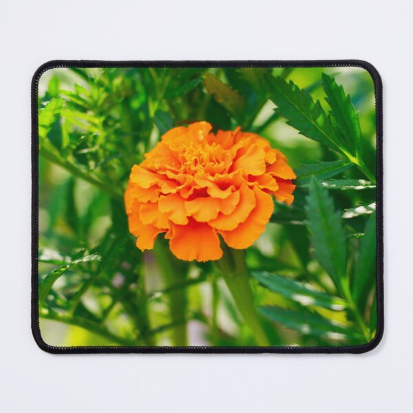 Item preview, Orange Marigold Macro designed and sold by PhotoArtbyGrace.