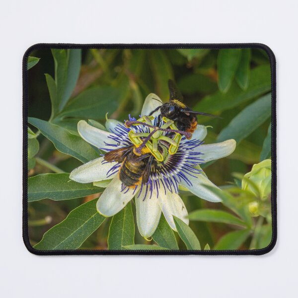 Item preview, Passionate Bees designed and sold by Julie Navitka.