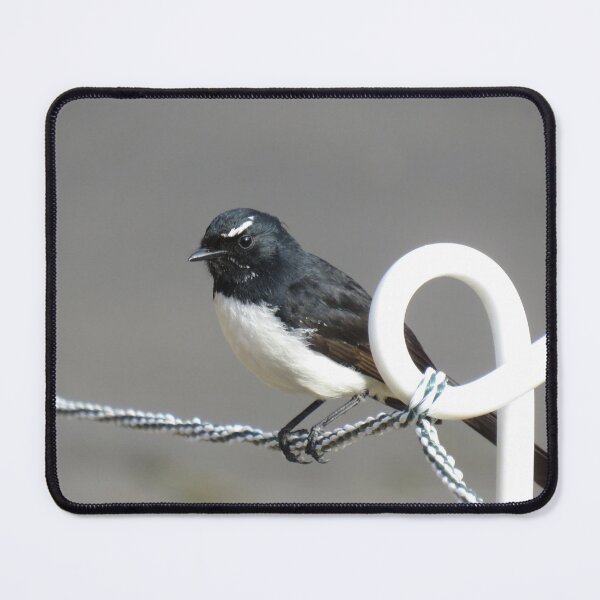 Item preview, Willie wagtail closeup designed and sold by greentiger1.