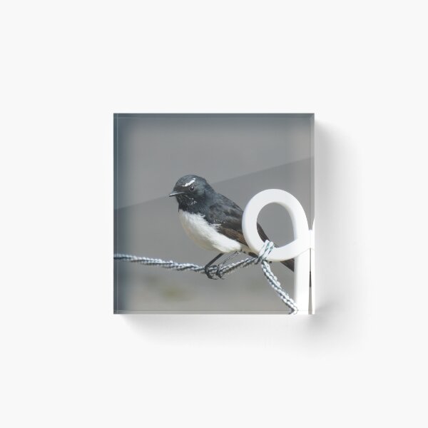 Item preview, Willie wagtail closeup designed and sold by greentiger1.
