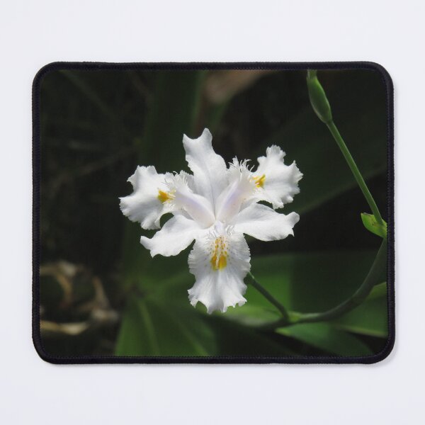 Item preview, Little white iris designed and sold by greentiger1.