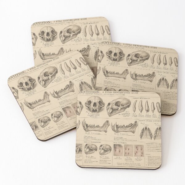 Item preview, Vampire Dentition | Victorian Field Identification Guide designed and sold by TheWaningGlass.