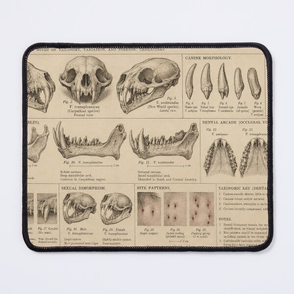 Item preview, Vampire Dentition | Victorian Field Identification Guide designed and sold by TheWaningGlass.