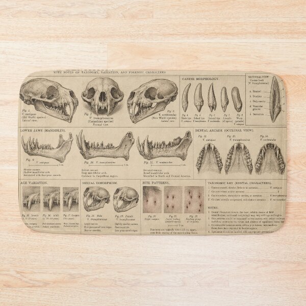 Item preview, Vampire Dentition | Victorian Field Identification Guide designed and sold by TheWaningGlass.