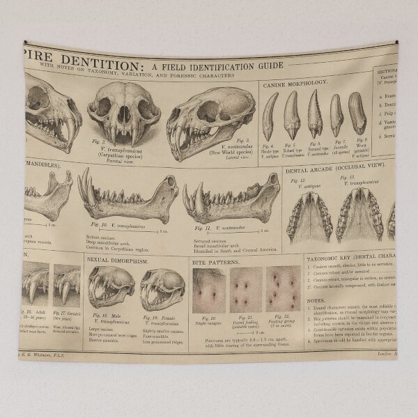 Item preview, Vampire Dentition | Victorian Field Identification Guide designed and sold by TheWaningGlass.