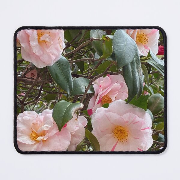 Item preview, Pink Camellia flowers in Sydney Australia designed and sold by Unique Vania.
