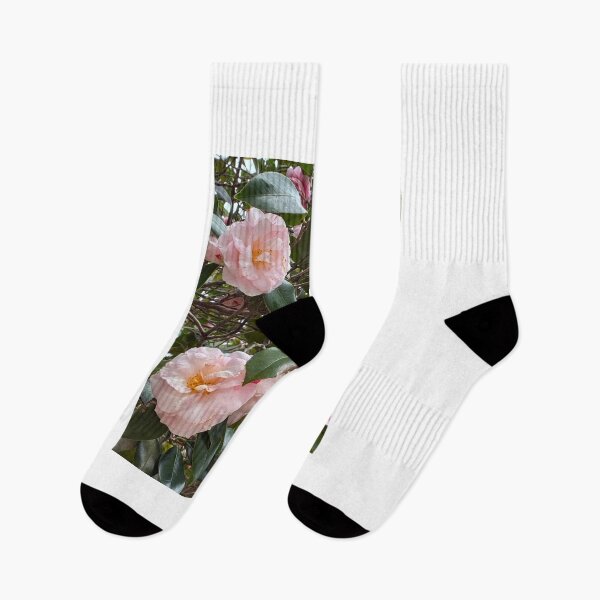 Item preview, Pink Camellia flowers in Sydney Australia  designed and sold by Unique Vania.