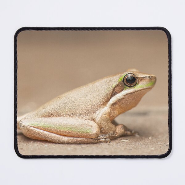 Item preview, Eastern Dwarf Tree Frog designed and sold by robdanimalphotography.
