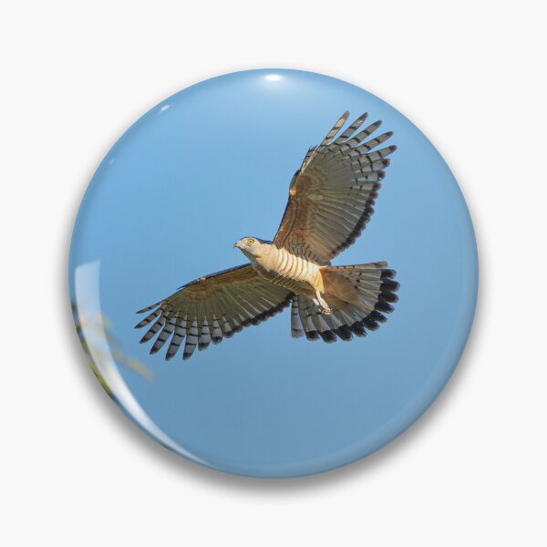 Item preview, Crested Hawk designed and sold by robdanimalphotography.