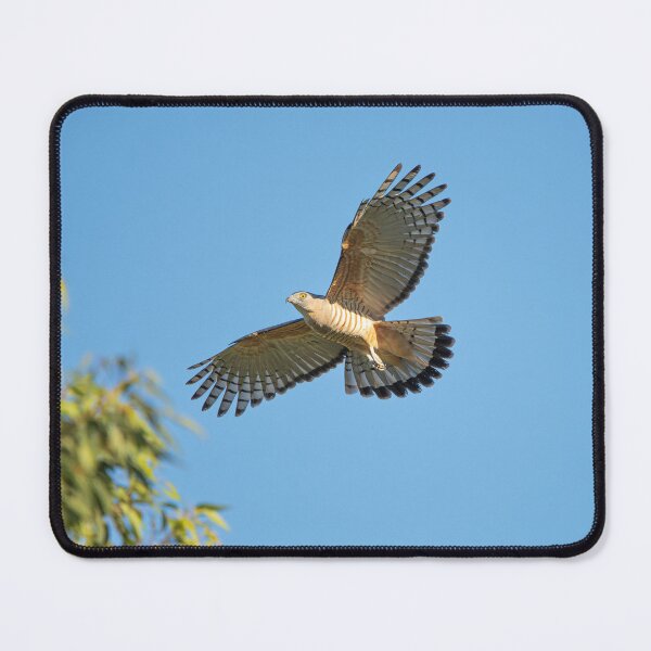 Item preview, Crested Hawk designed and sold by robdanimalphotography.