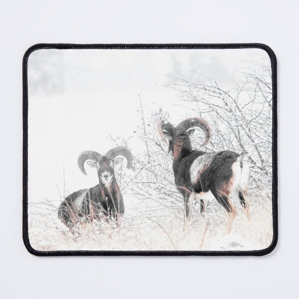 Item preview, Mouflon Rams in the Snow designed and sold by gabormedve.