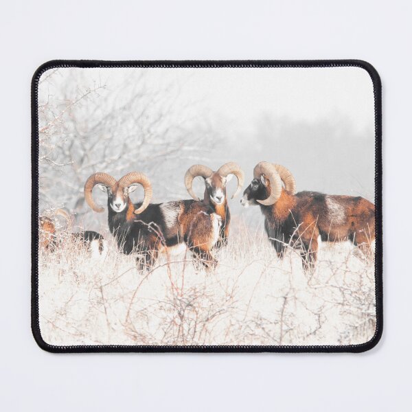 Item preview, Three Mouflon Rams in Winter designed and sold by gabormedve.