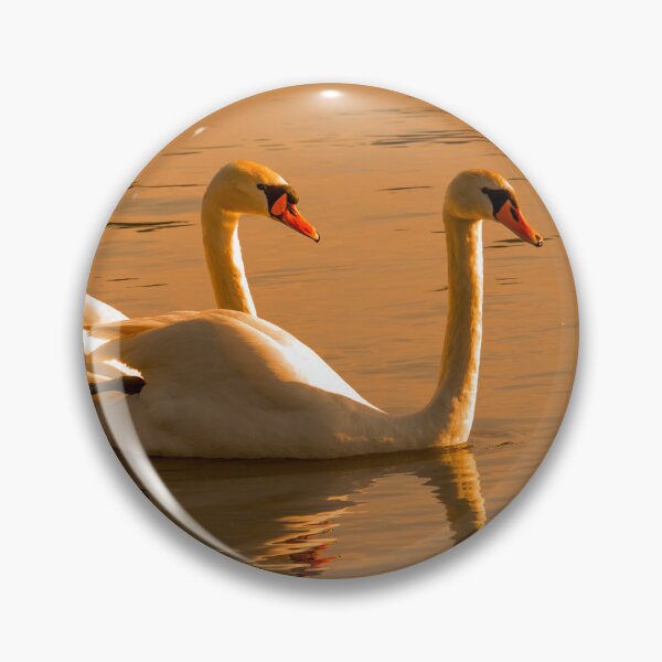 Item preview, Familia de cisnes en aguas doradas designed and sold by Medve Photography & Design.