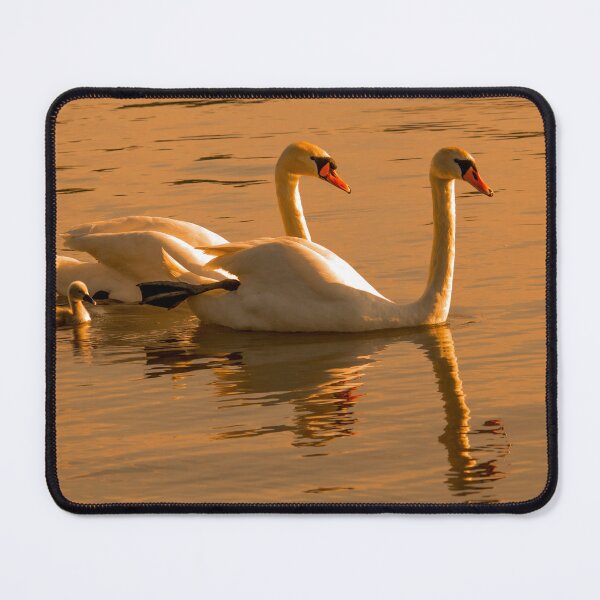 Item preview, Swan Family in Golden Water designed and sold by gabormedve.