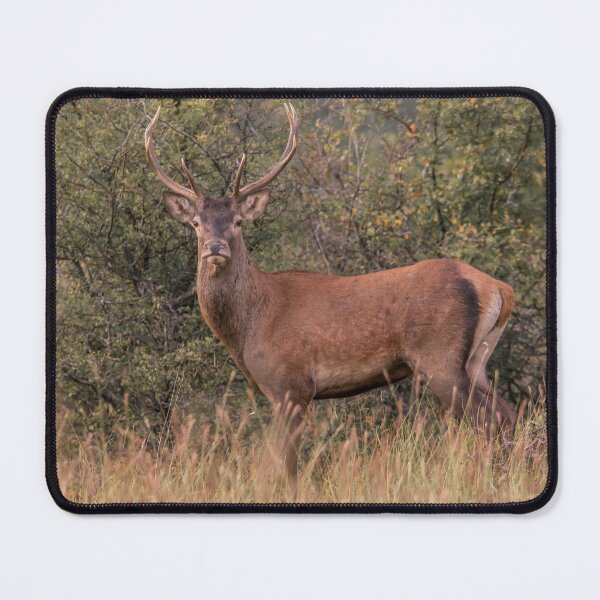 Item preview, Red Deer Stag in Autumn Woodland designed and sold by gabormedve.