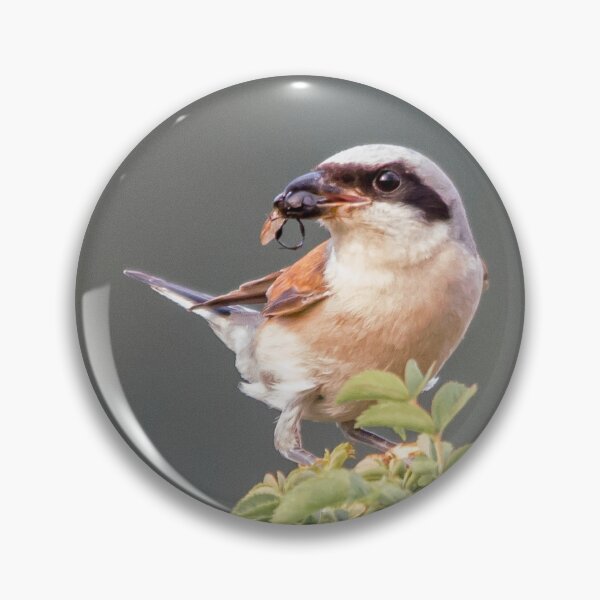 Item preview, Red-Backed Shrike with Prey designed and sold by gabormedve.
