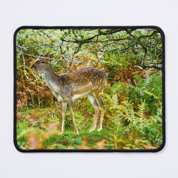 Item preview, Fallow Deer, Dartmoor designed and sold by VnGphoto.