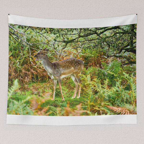 Item preview, Fallow Deer, Dartmoor designed and sold by VnGphoto.