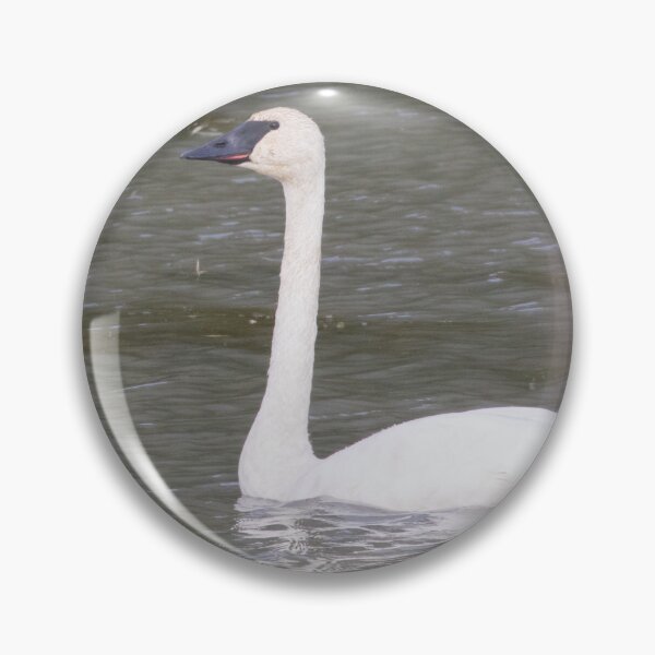 Aperçu de l'œuvre Cygne trompette créée et vendue par LaurenTucker.