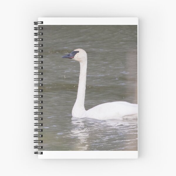 Item preview, Trumpeter Swan designed and sold by LaurenTucker.