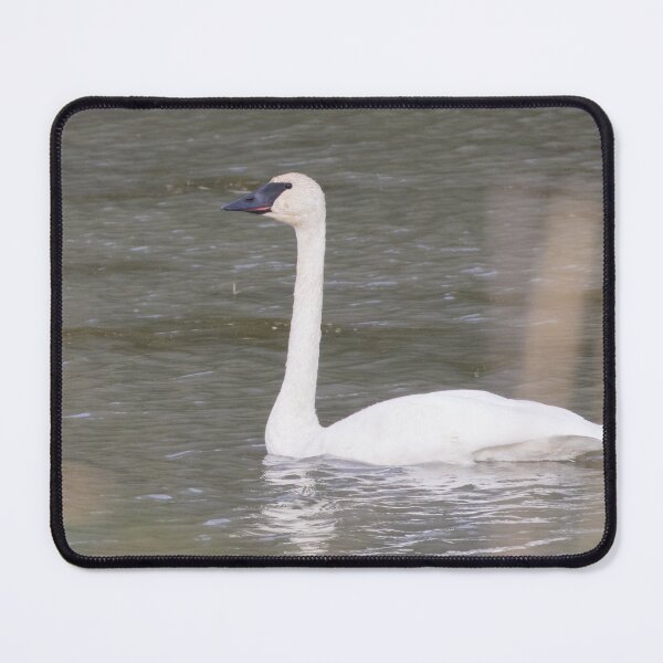 Item preview, Trumpeter Swan designed and sold by LaurenTucker.