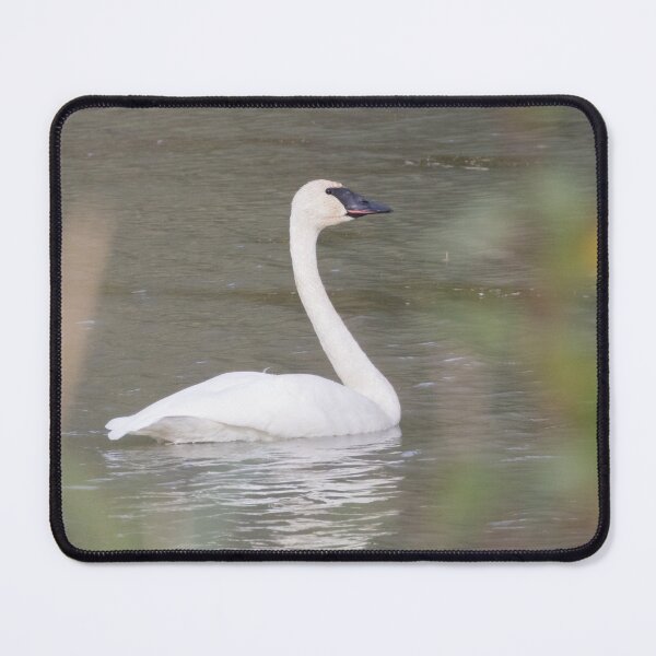Item preview, Trumpeter Swan designed and sold by LaurenTucker.