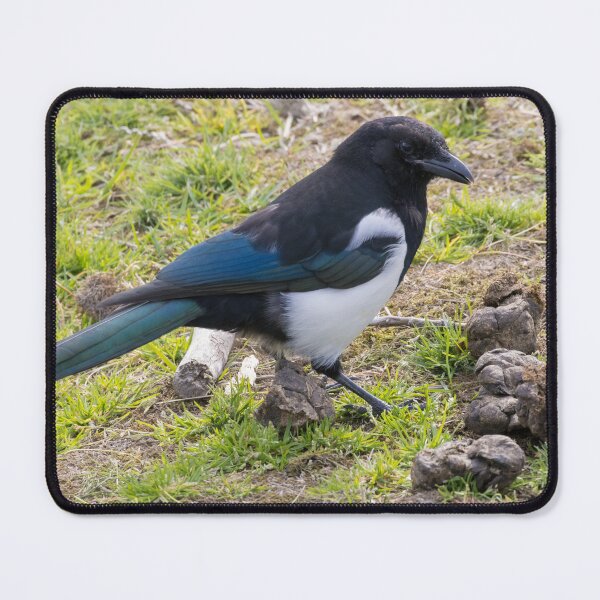 Item preview, Black Billed Magpie designed and sold by LaurenTucker.