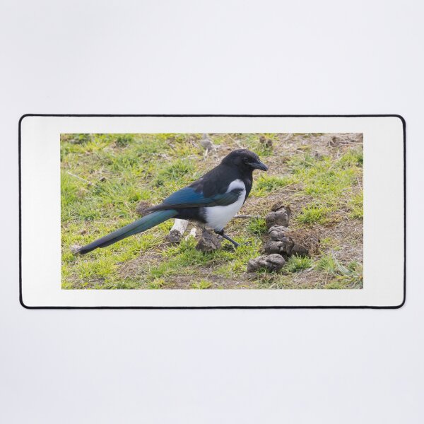 Item preview, Black Billed Magpie designed and sold by LaurenTucker.