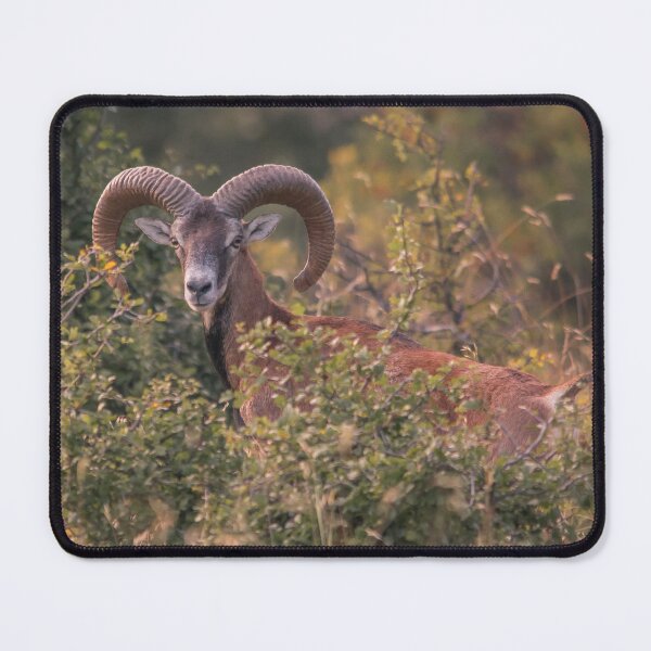 Item preview, Mouflon Ram in Autumn Habitat designed and sold by gabormedve.