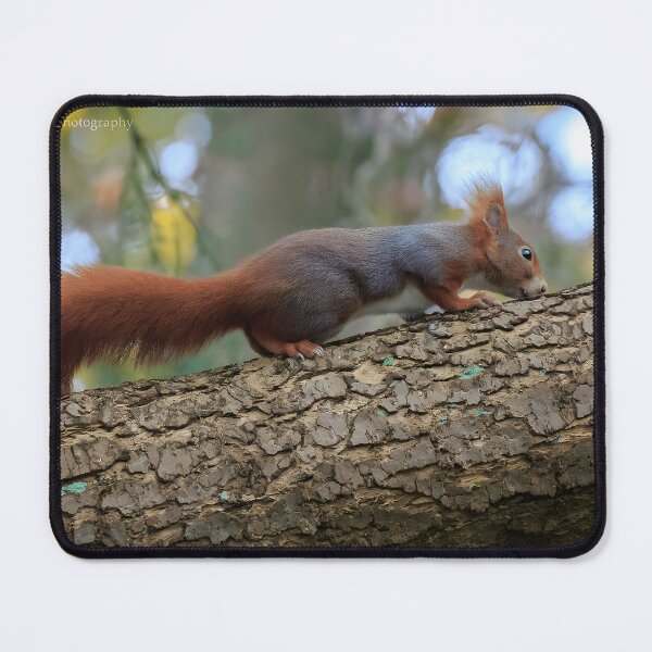 Item preview, Red Squirrel Wildlife Nature Animal Lover designed and sold by imolanita.