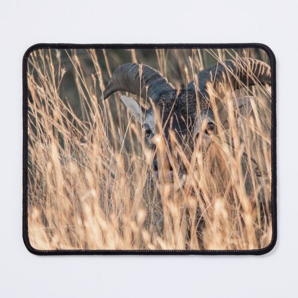 Item preview, Mouflon Hidden in Golden Grass designed and sold by gabormedve.