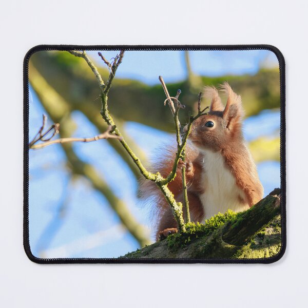 Item preview, Red Squirrel Forest Animal Nature Enthusiast designed and sold by imolanita.