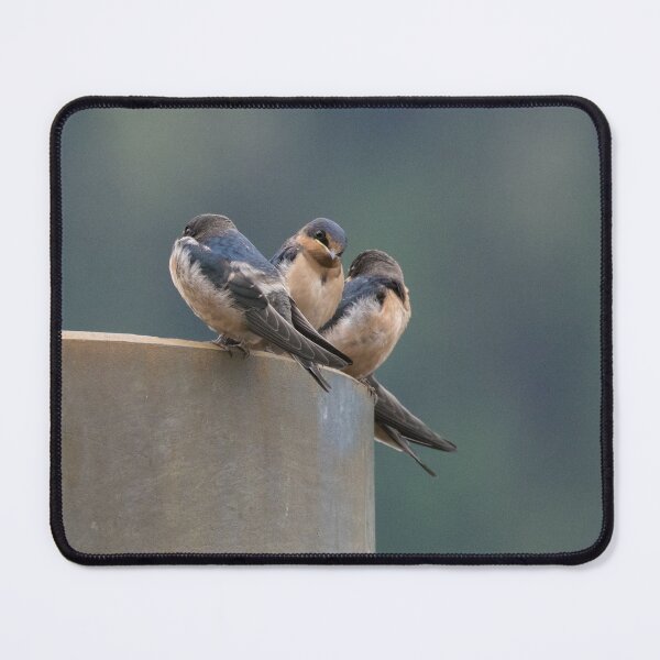 Item preview, Barn Swallow designed and sold by LaurenTucker.