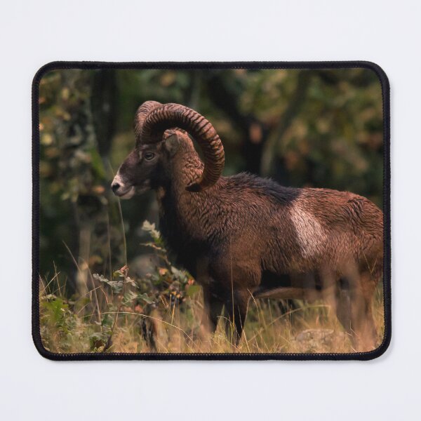 Item preview, Mouflon Ram at the Forest Edge designed and sold by gabormedve.