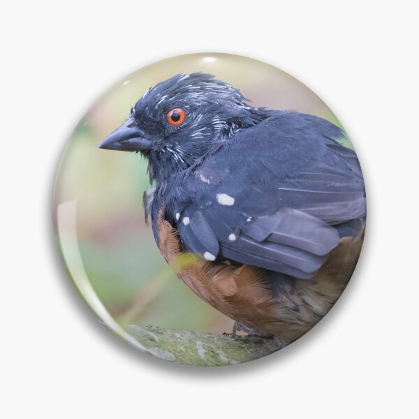 Item preview, Spotted Towhee designed and sold by LaurenTucker.