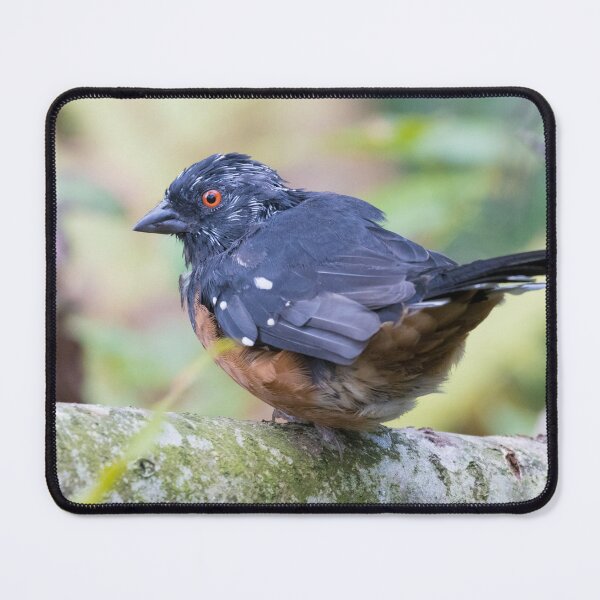 Item preview, Spotted Towhee designed and sold by LaurenTucker.