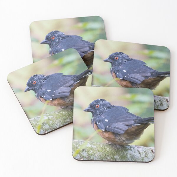 Item preview, Spotted Towhee designed and sold by LaurenTucker.