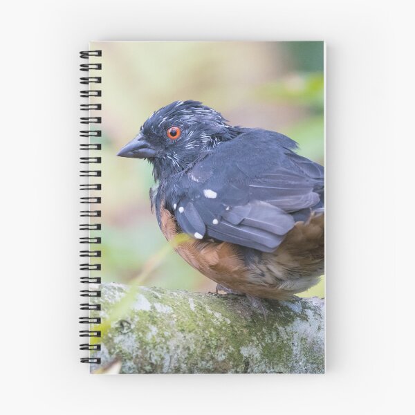 Item preview, Spotted Towhee designed and sold by LaurenTucker.
