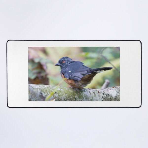 Item preview, Spotted Towhee designed and sold by LaurenTucker.