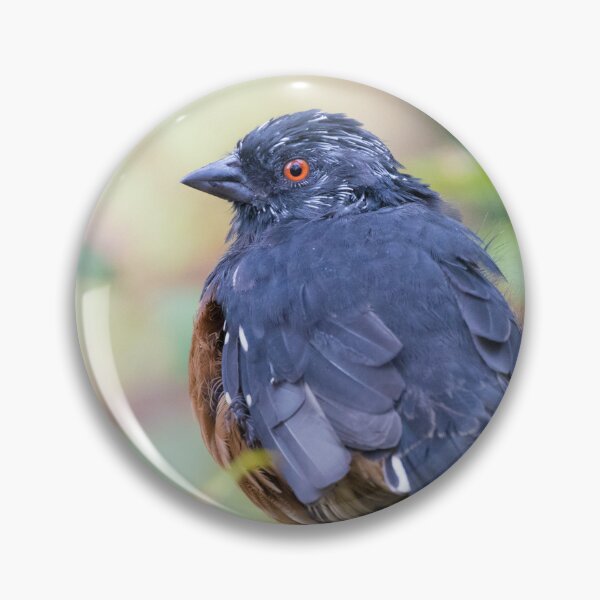 Item preview, Spotted Towhee designed and sold by LaurenTucker.